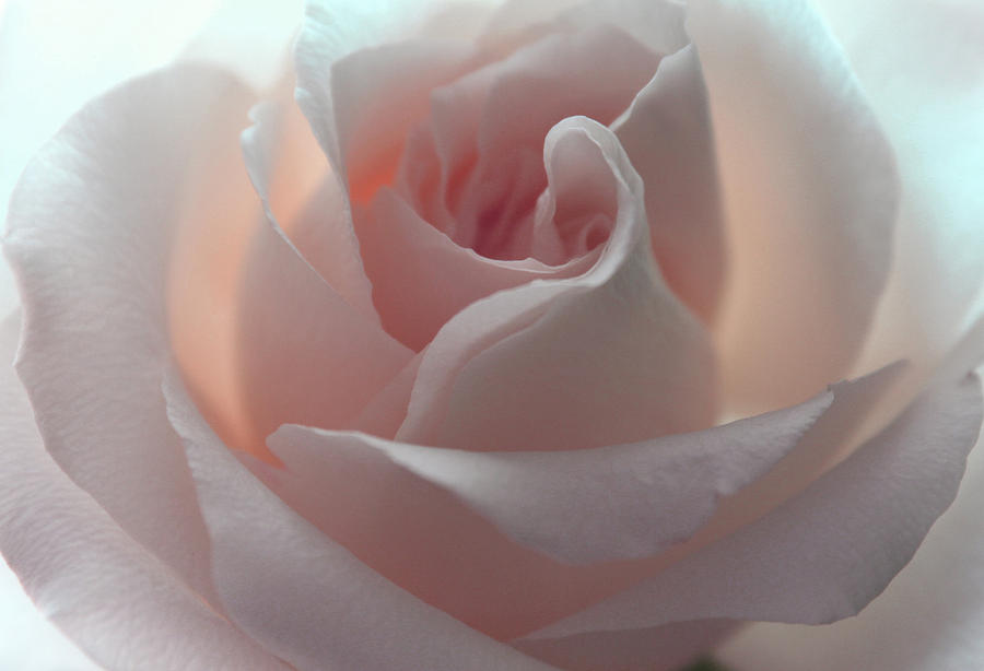 Rose Photograph - Mommy Loves You by The Art Of Marilyn Ridoutt-Greene
