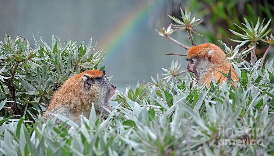 Mommy Patas Monkey Teaching Her Baby Photograph by Jim Fitzpatrick