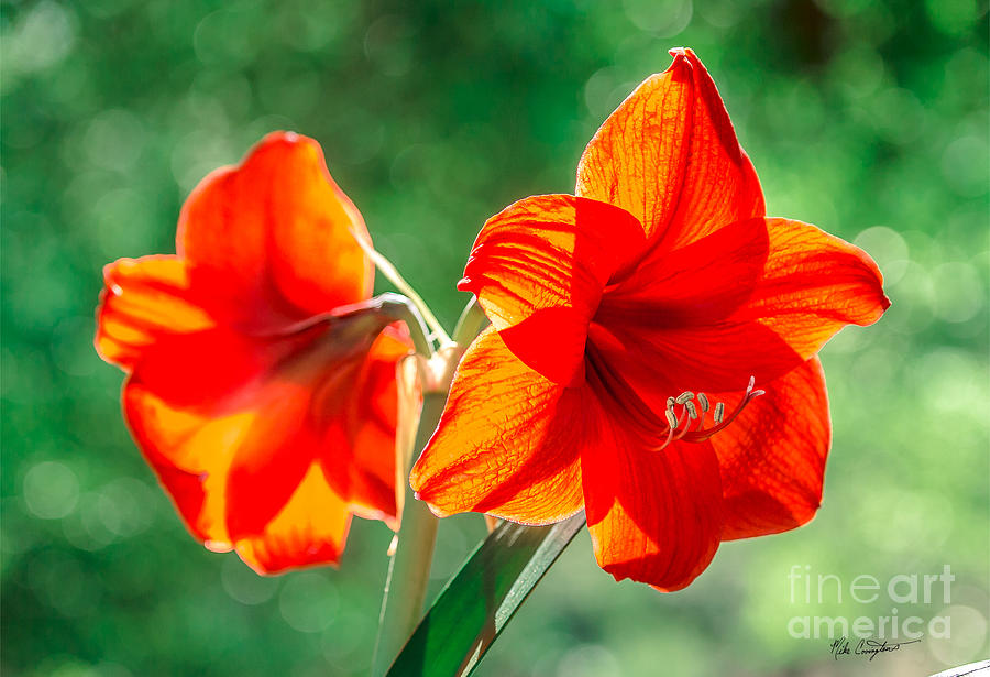 Moms Amaryllis Flower Photograph by Mike Covington