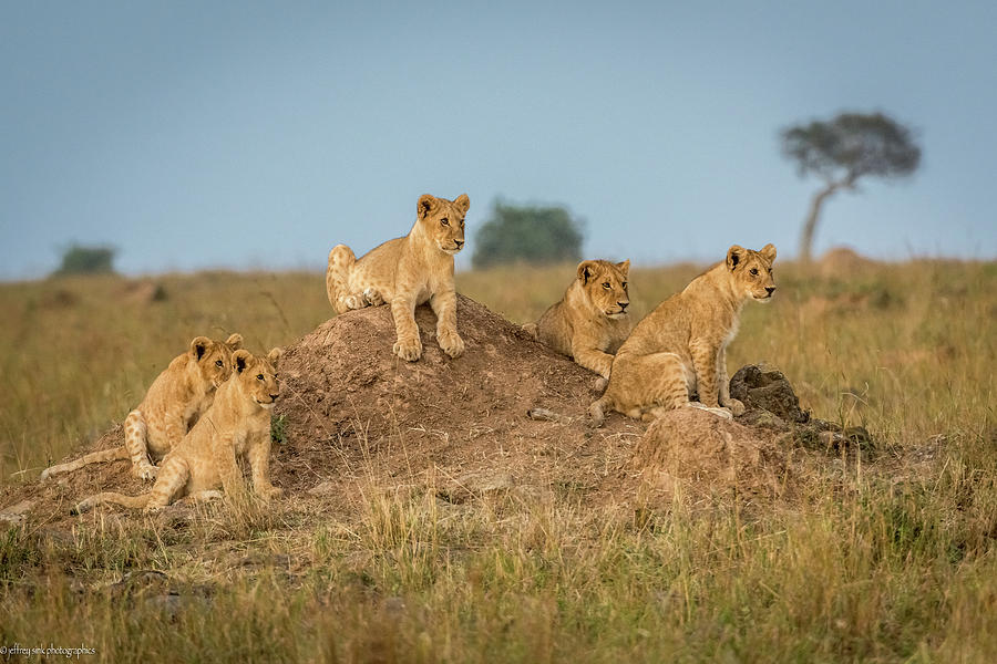 Lion Photograph - Moms Coming Back - Dinner Is Almost Here. by Jeffrey C. Sink