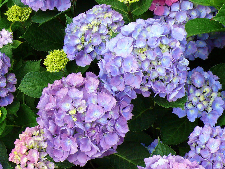 Mom's Hydrangeas 5 Photograph by John Judge - Fine Art America