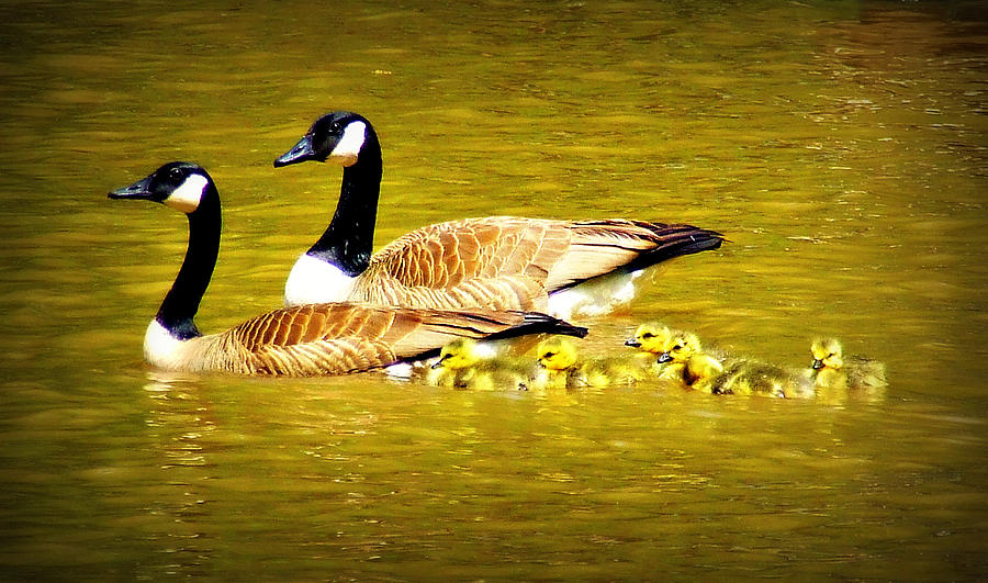 Lake Oconee GA The Following Geese Wildlife Art Photograph by Reid Callaway