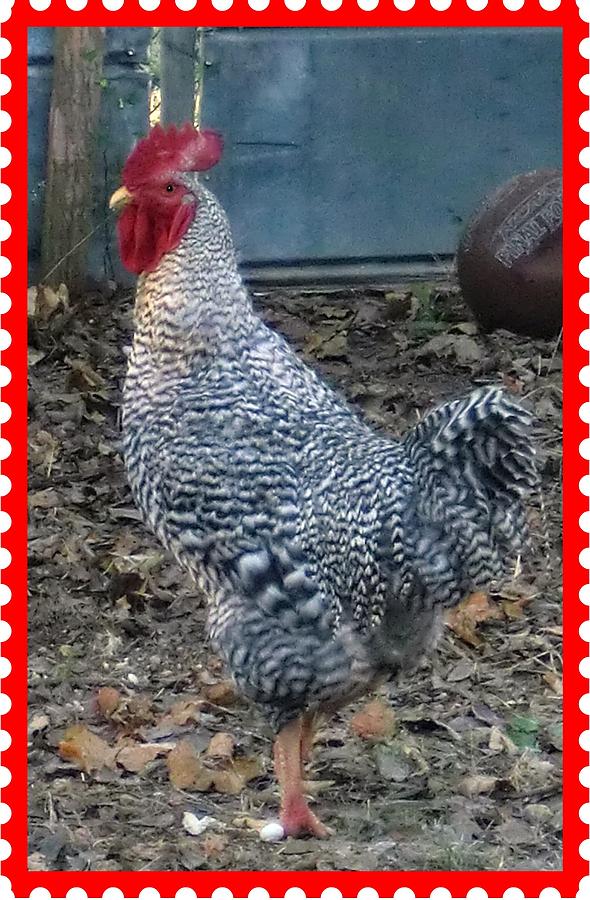 Moms Rooster Photograph