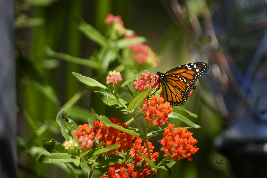 Monach on Butterfly Weed Photograph by Robert Camp