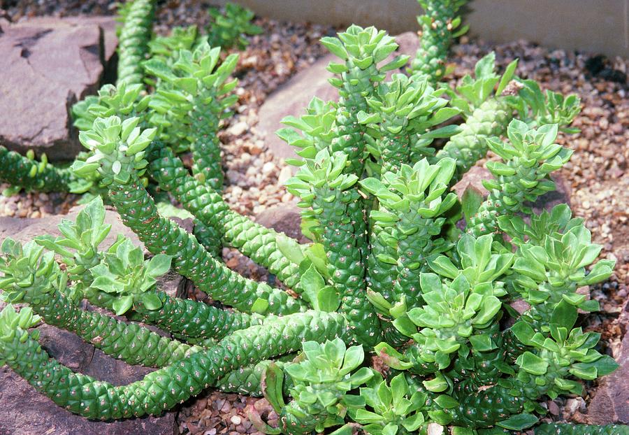 Monadenium Guentheri Var. Mamillare Photograph by Pam Collins/science ...