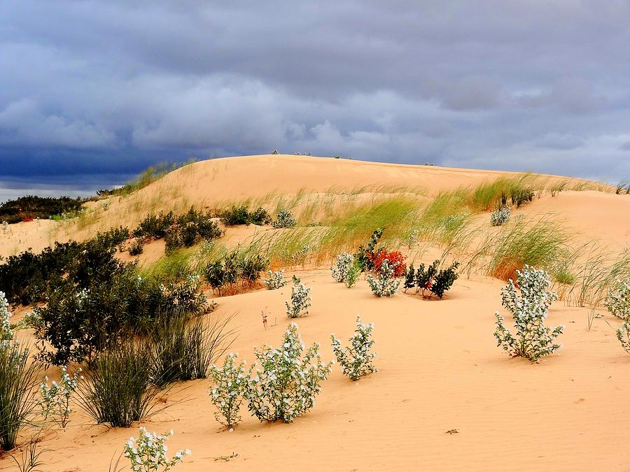 Monahans Sand Dunes II Photograph by Lanita Williams