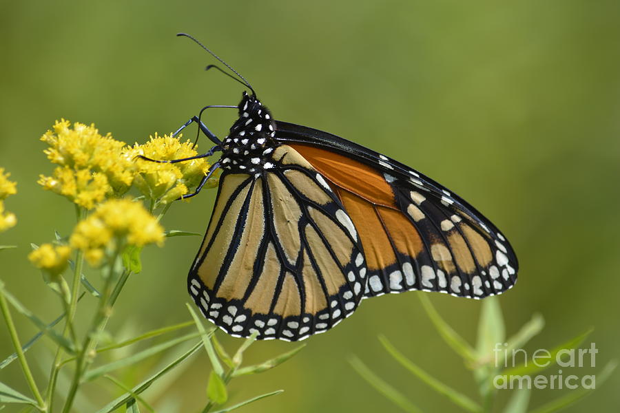 Monarch 2014 Photograph by Randy Bodkins