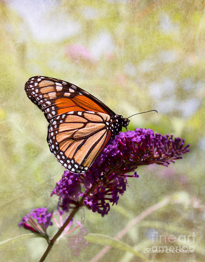 Monarch Alight on Butterfly Weed Photograph by Barbara McMahon
