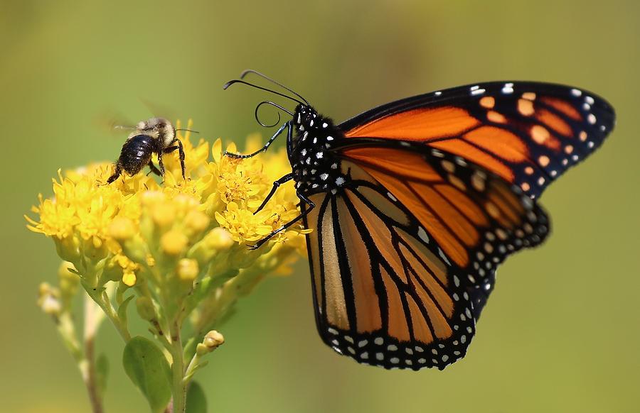 Monarch and Bee Photograph by John Dart