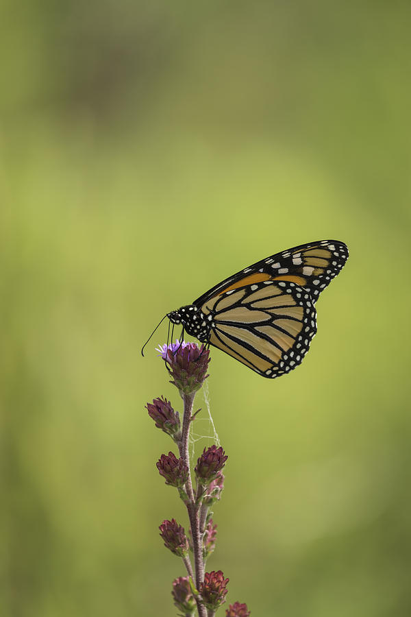 Monarch And Blazing Star Photograph by Thomas Young