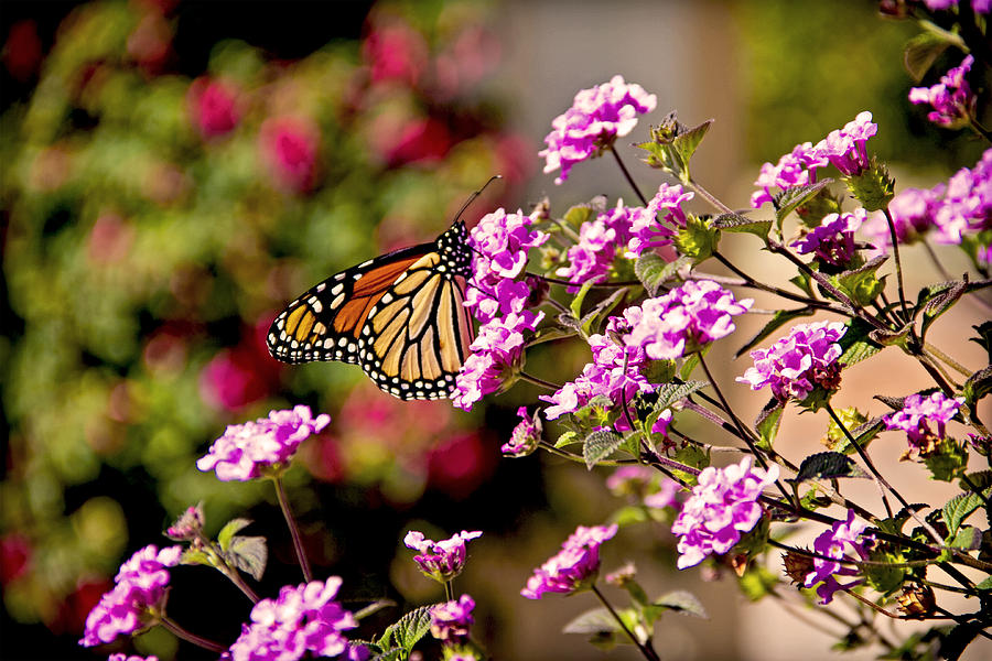 Nature Photograph - Monarch and Flowers by Ellen Berrahmoun