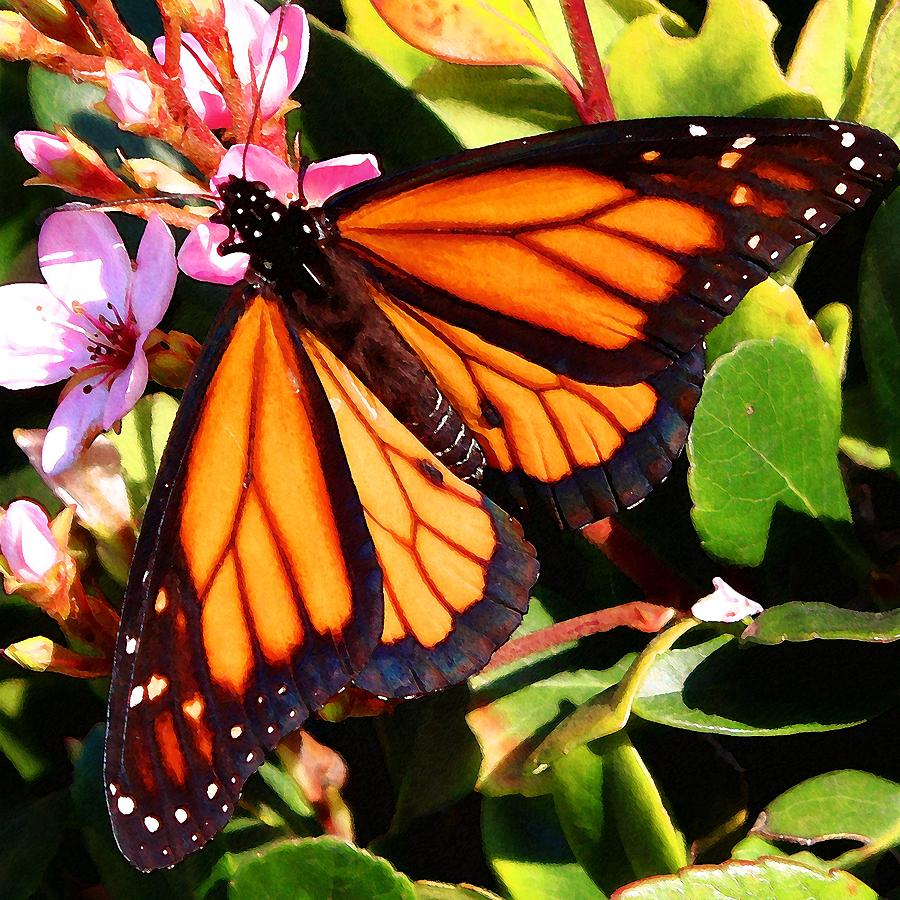 Monarch and Hawthorn Photograph by Timothy Bulone
