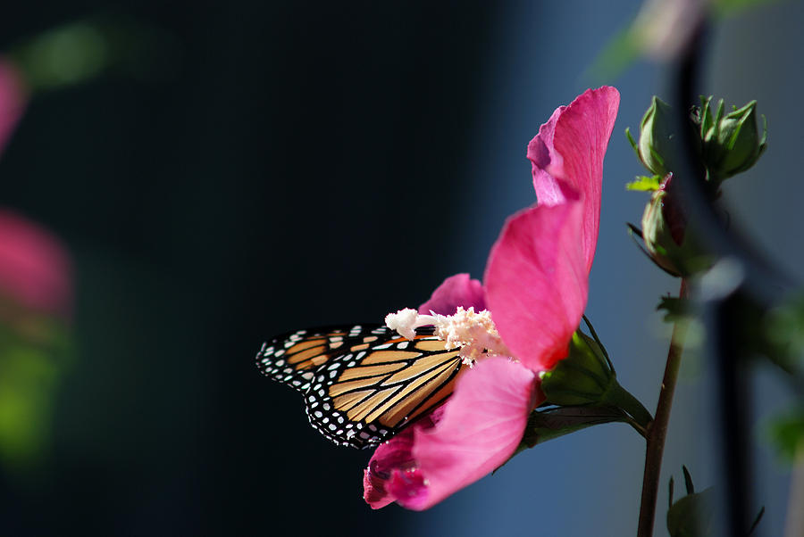 MONARCH and HIBISCUS No.1 Photograph by Janice Adomeit