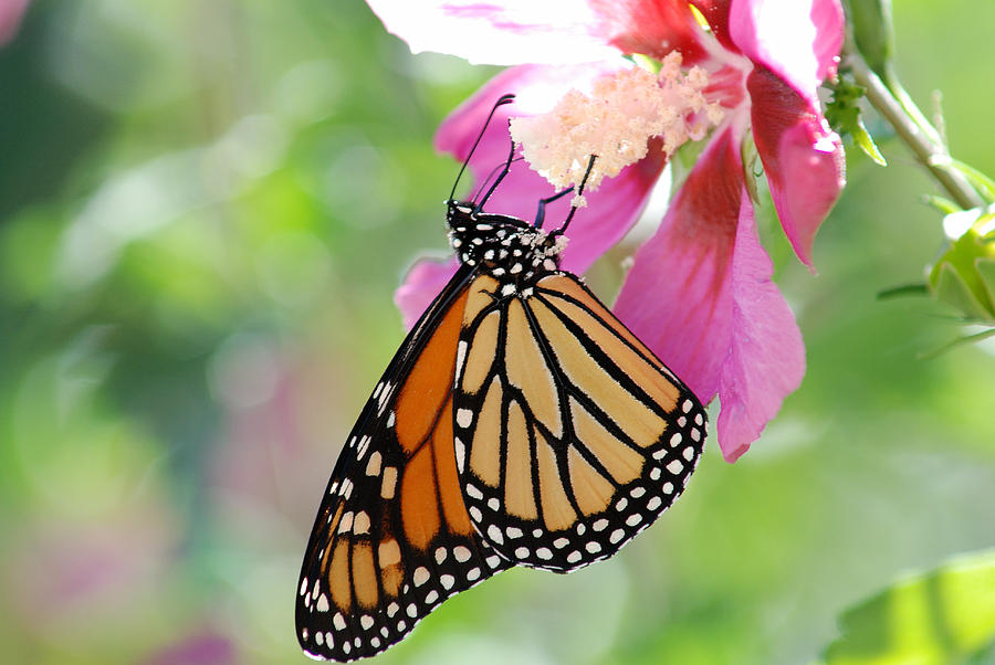 MONARCH and HIBISCUS No.2 Photograph by Janice Adomeit