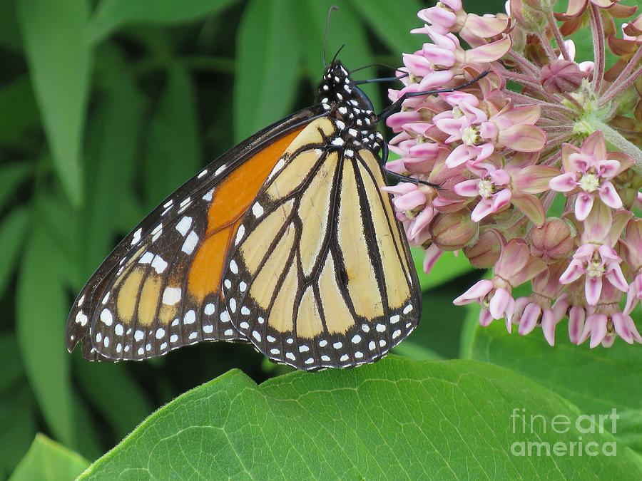 Monarch And Milkweed Photograph