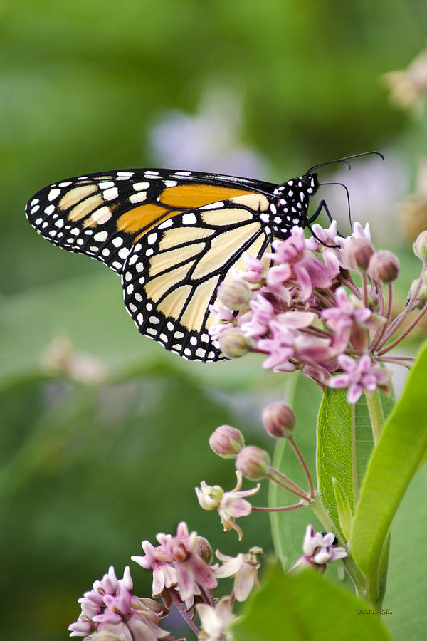 Monarch And Milkweed Photograph by Christina Rollo