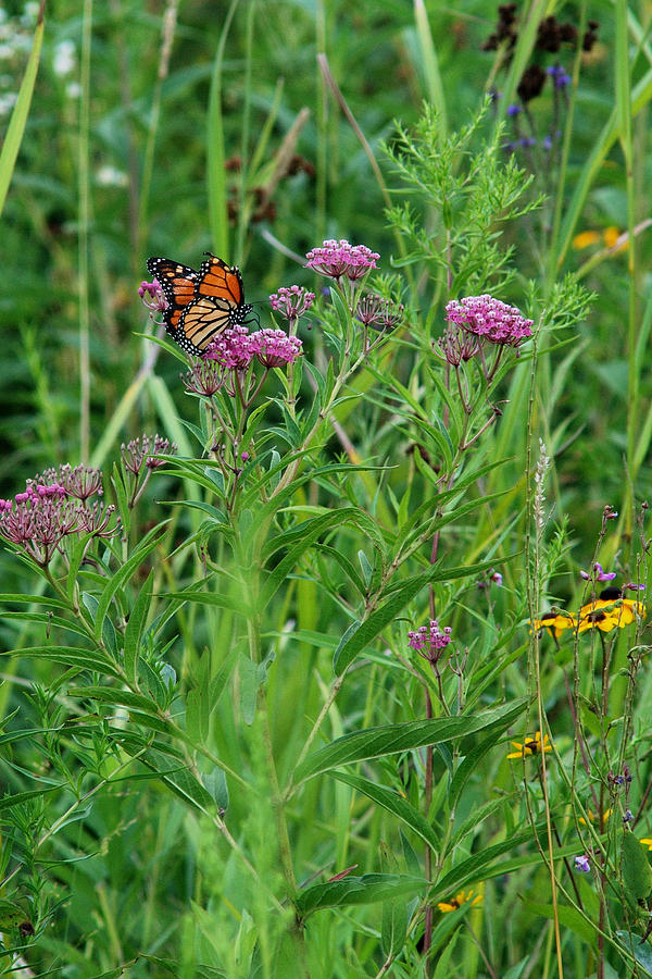 MONARCH and MILKWEED No. 3 Photograph by Janice Adomeit