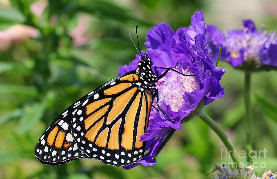 Monarch and Pincushion Flower Photograph by Steve Augustin