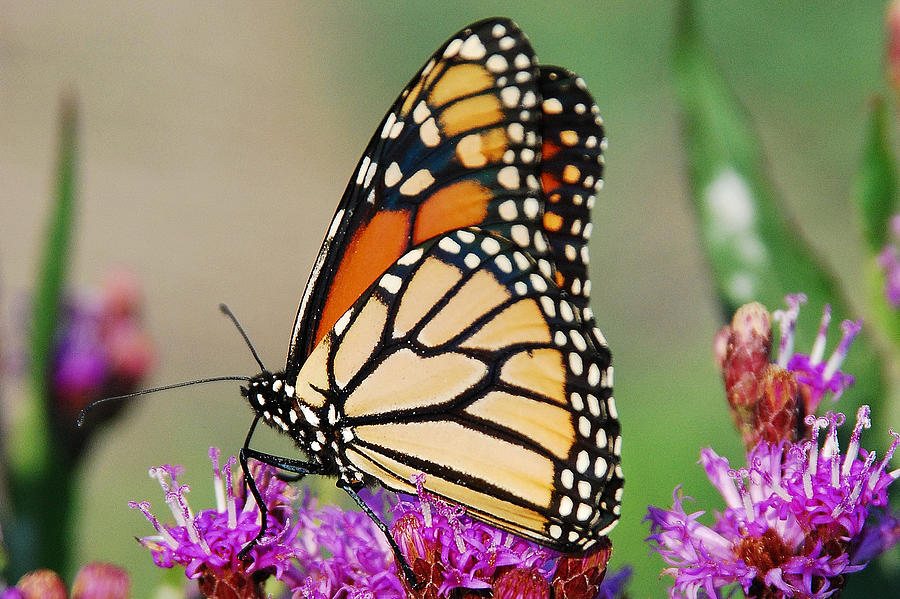 Monarch And Purple Photograph by Janice Adomeit
