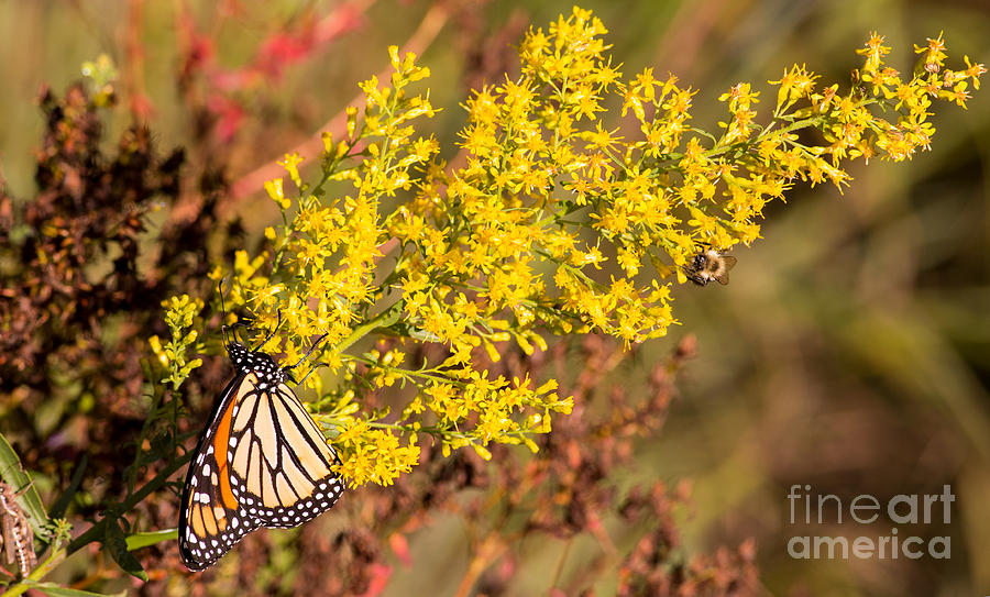 Butterfly Photograph - Monarch and the Bee by Natural Focal Point Photography
