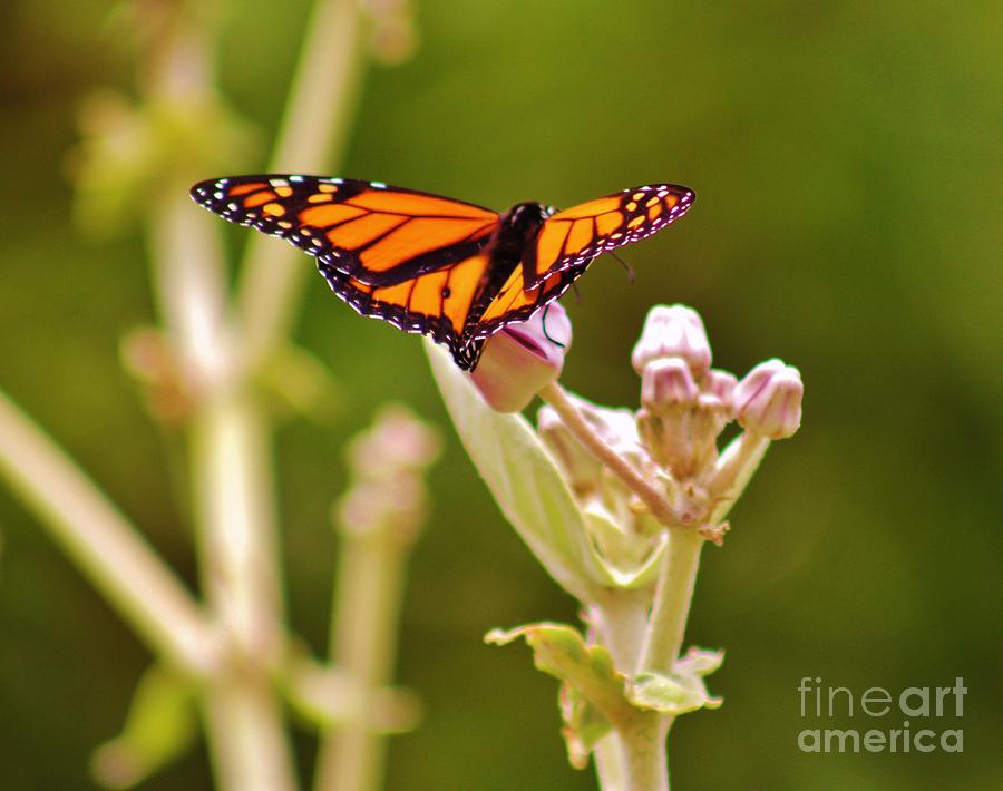 Monarch and the Crown Flower Photograph by Craig Wood