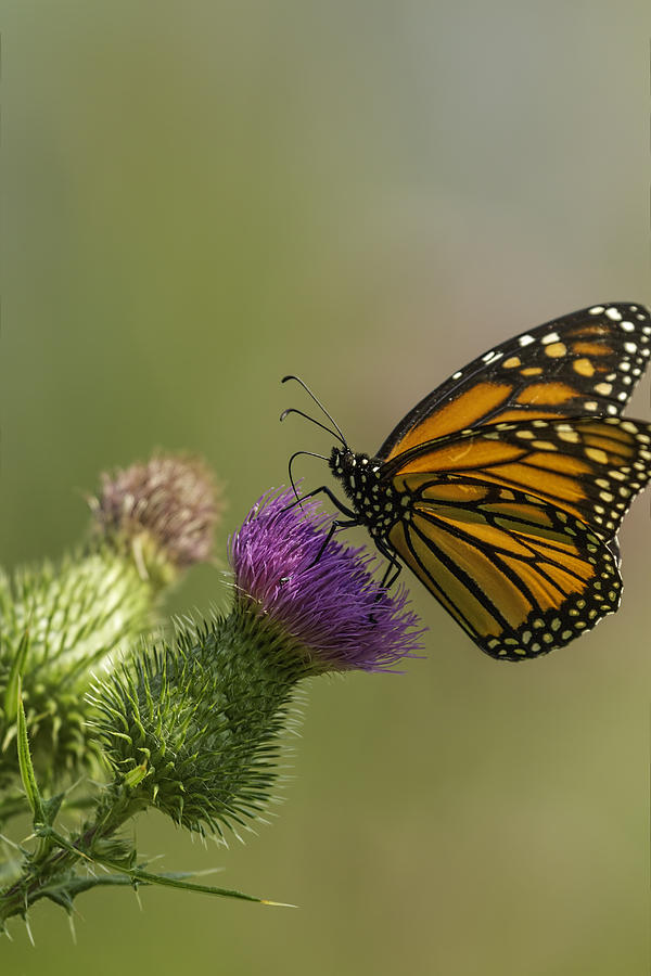 Monarch and Thistle Photograph by Thomas Young
