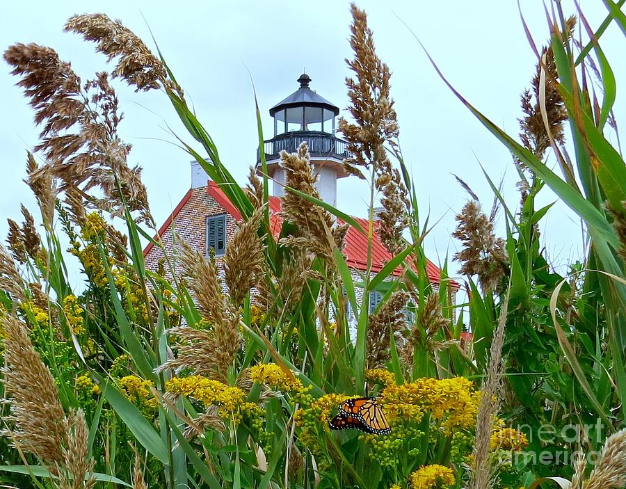 Monarch at East Point Light  Photograph by Nancy Patterson