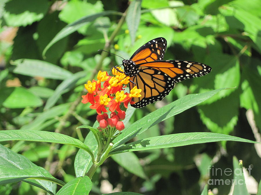 Monarch at Rest Photograph by HEVi FineArt
