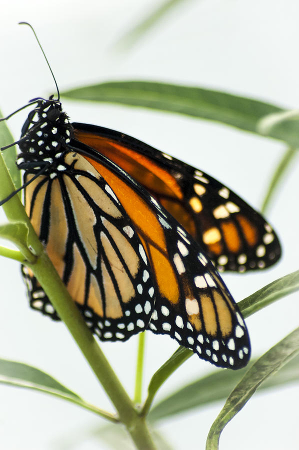 Monarch Beauty Photograph by Carolyn Marshall