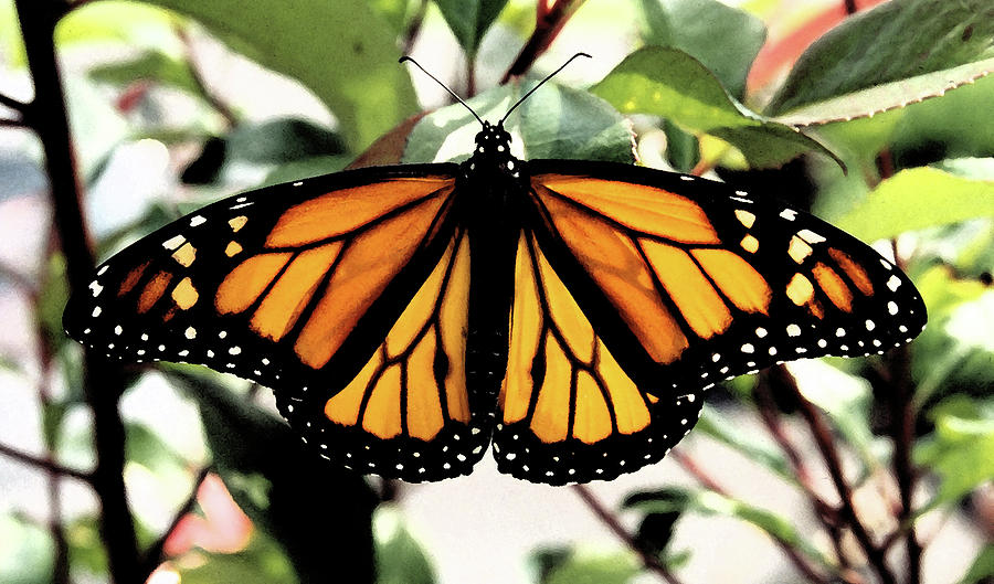 Monarch Beauty Photograph by Denise Beverly