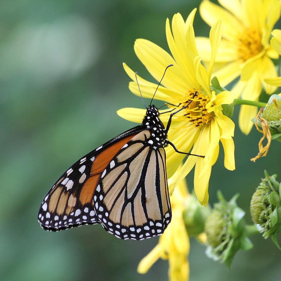 Monarch beauty Photograph by Doris Potter