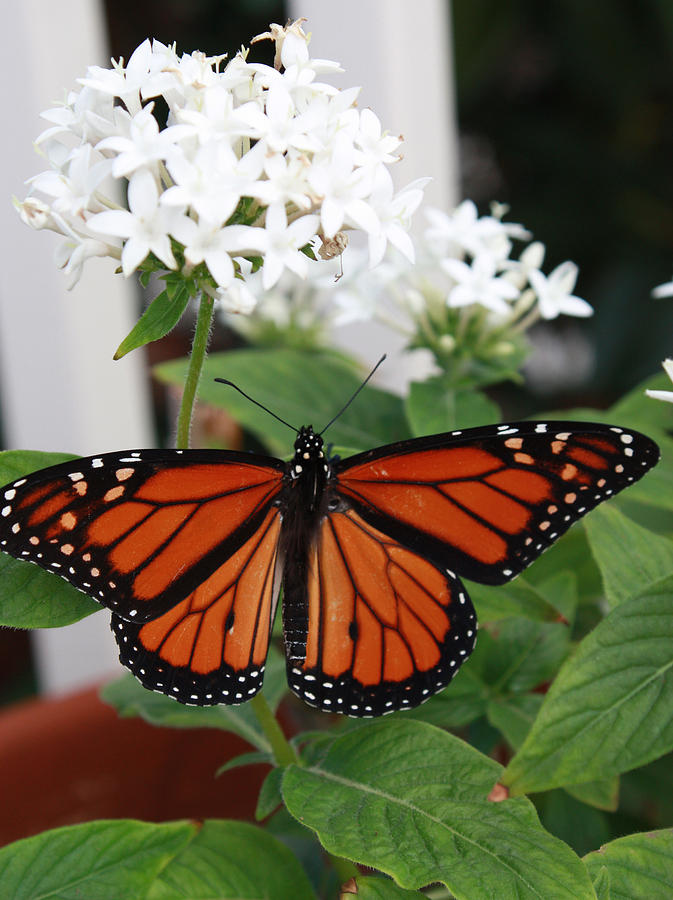 Butterfly Photograph - Monarch Beauty by Karen Nicholson