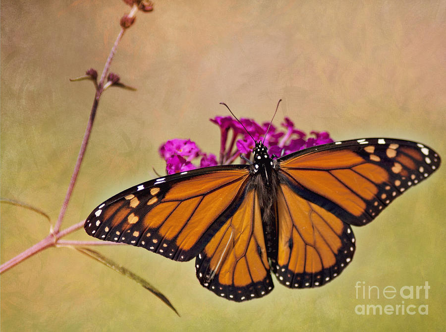 Butterfly Photograph - Monarch Beauty by Pam  Holdsworth
