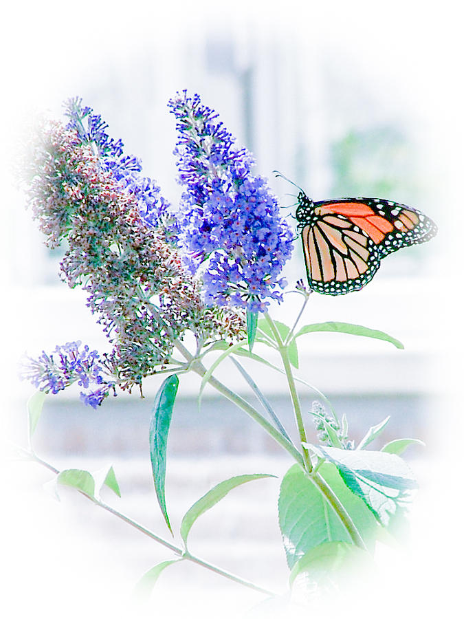 Butterfly Photograph - Monarch Beauty by Renee Barnes
