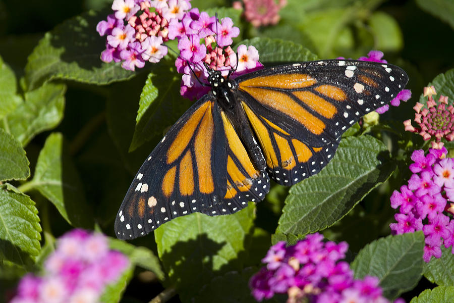 Monarch Beauty Photograph by Sue Cullumber
