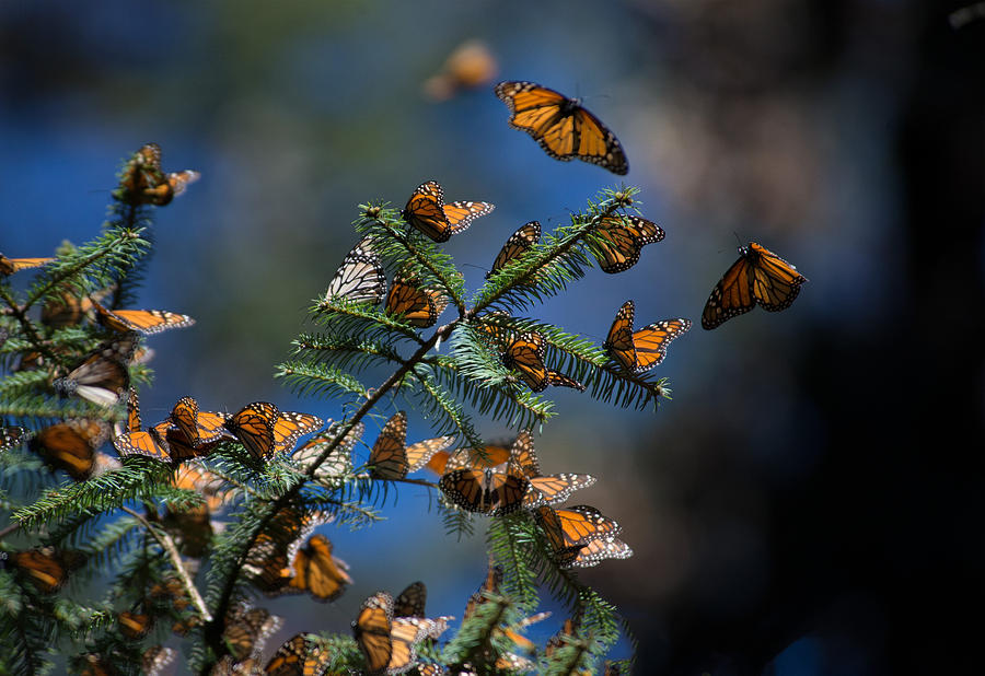 Monarch Butterflies Digital Art by Carol Ailles