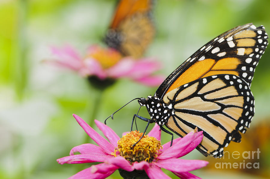 Monarch Butterflies feeding in a garden Photograph by Oscar Gutierrez