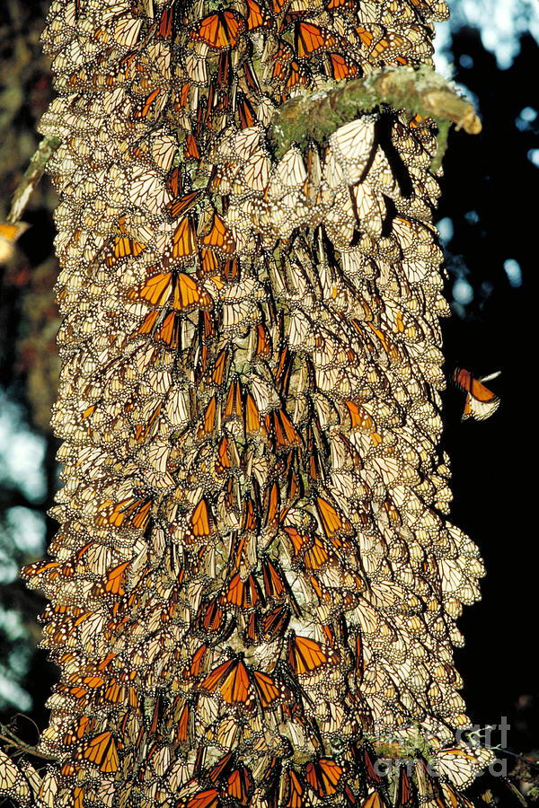 Nature Photograph - Monarch Butterflies by Gregory G. Dimijian