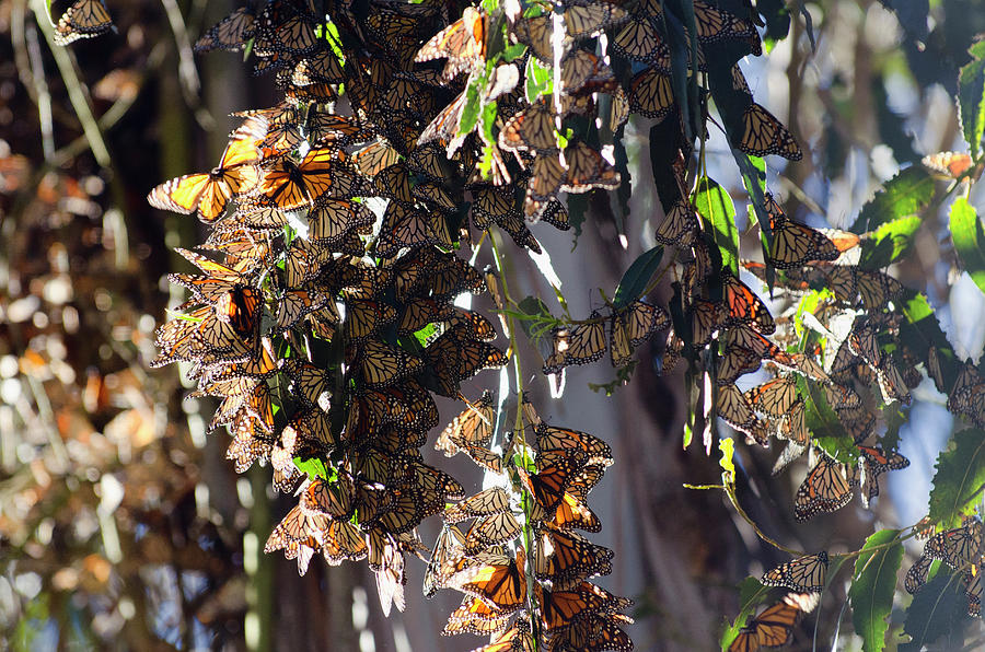 Monarch Butterflies Hang On Eucalyptus Photograph by Keri Oberly - Fine ...