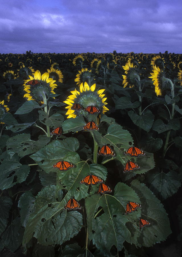 Monarch Butterflies Photograph by Science Photo Library Monarch Butterflies Photograph by Science Photo Library