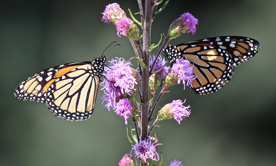 Monarch Butterflies Photograph by John Dart