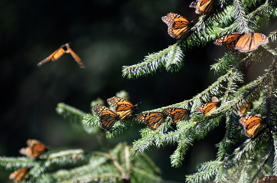 Monarch Butterflies Photograph by Louise Murray/science Photo Library
