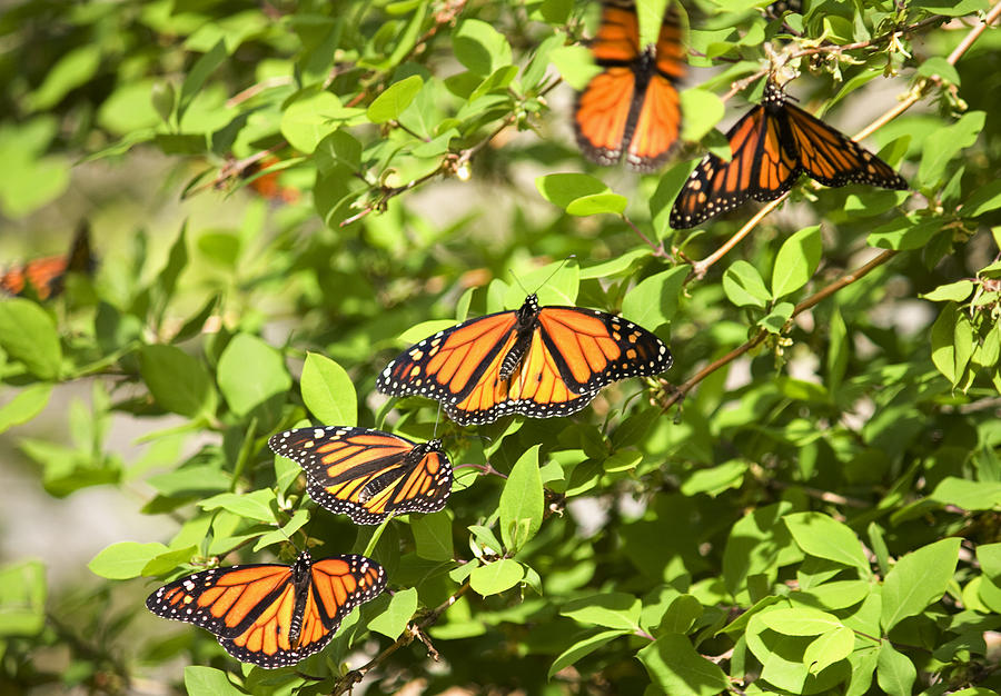 Monarch Butterflies Photograph by Melinda Fawver