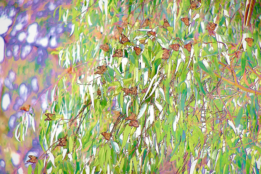 Monarch Butterflies On Eucalyptus Branches Digital Art by Priya Ghose