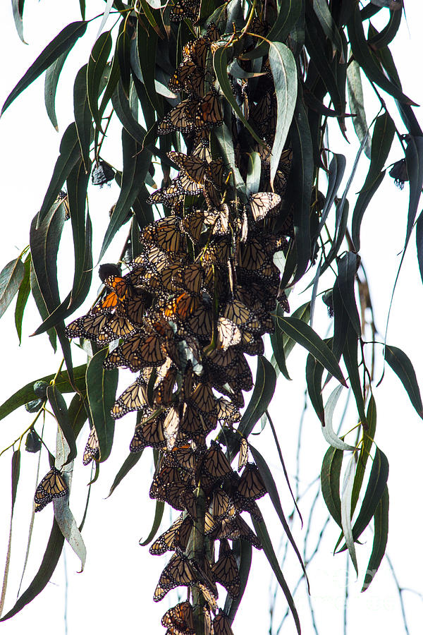 Monarch Butterflies On Eucalyptus Photograph by Suzanne Luft