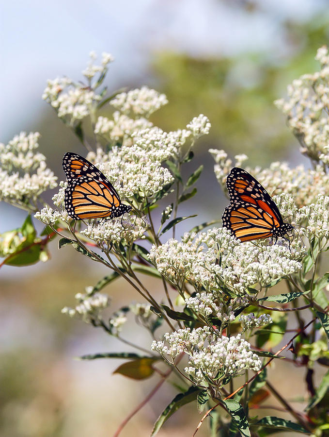 Monarch Butterflies on Milkweed Photograph by Patrick Wolf