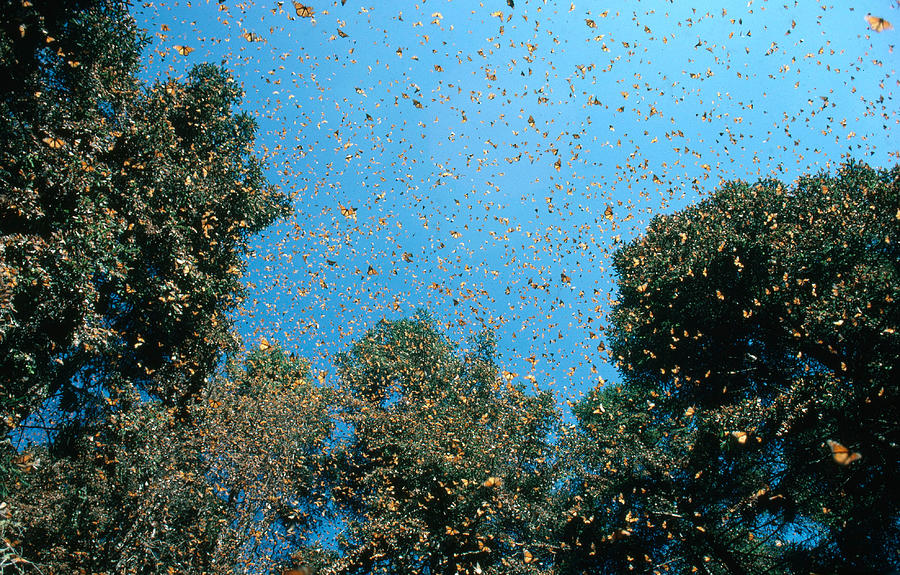 Monarch Butterflies Overwintering Photograph by G Ronald Austing