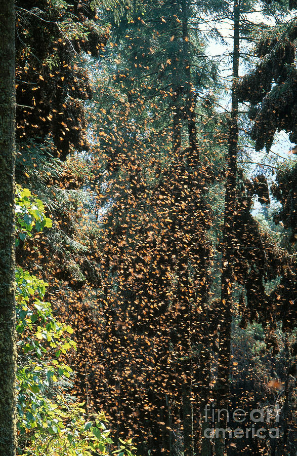 Animal Photograph - Monarch Butterflies Overwintering by Gregory G. Dimijian, M.D.