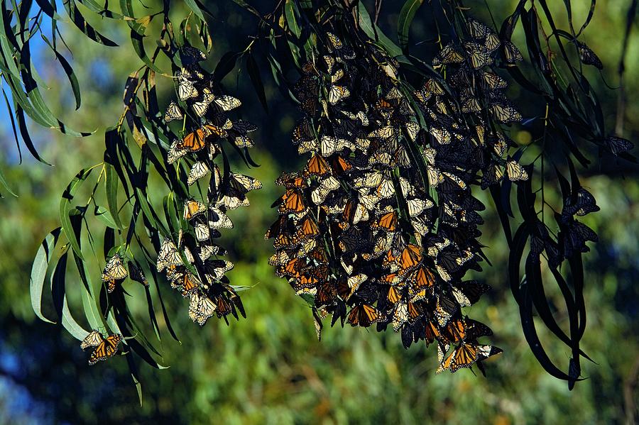 Monarch Butterflies Overwintering In Tree Photograph by Bob Gibbons/science Photo Library