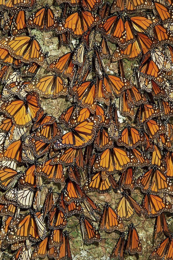 Monarch Butterflies Wintering Photograph by Thomas Marent